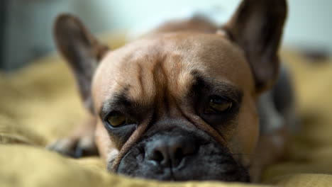 French-Bulldog-blinking-in-drowsiness-while-lying-down-on-couch,-sleepy-dog-portrait