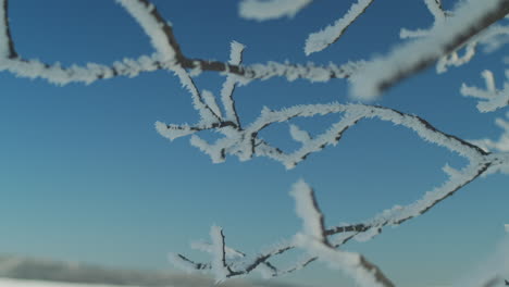 Hoarfrost-ice-crystals-on-frozen-branch-in-winter,-Closeup-Detail-Pan