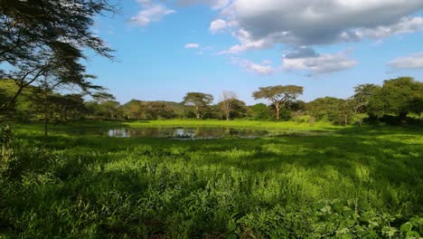 Aerial-view-of-a-pond,-in-middle-of-Jungles-of-Kenya-Africa---rising,-drone-shot