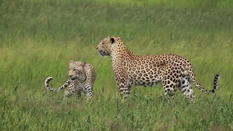 Imágenes-Especiales-De-Un-Par-De-Leopardos-Apareándose-En-El-Paisaje-Verde-Del-Parque-Transfronterizo-Kgalagadi