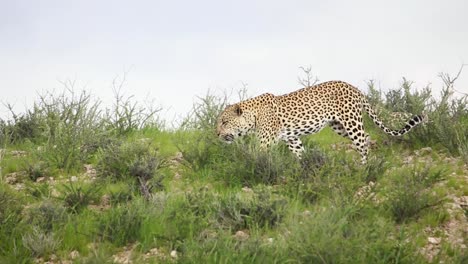 Panning-shot-of-an-adult-leopard-yawning-while-walking-down-a-hill-in-the-Kgalagadi-Transfrontier-Park-before-disappearing-in-the-green-thicket