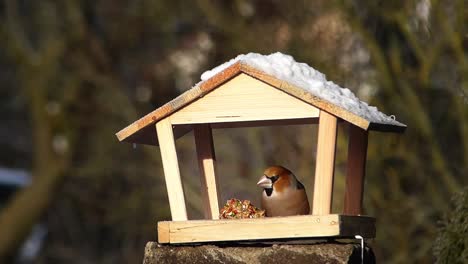 Hawfinch-feeding-on-a-bird-feeder,-easily-crushing-seeds-with-its-strong-beak