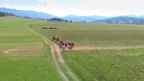 Herd-of-Domestic-Horses-in-Eclosure---Aerial-Flyover,-Scenic-Countryside-View