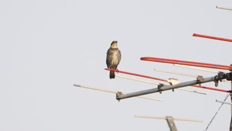 Pájaro-Tordo-Oscuro-En-Una-Antena-Mirando-Alrededor-Y-Luego-Volando