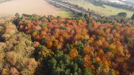 Herbstfarben-Landschaft-Wald