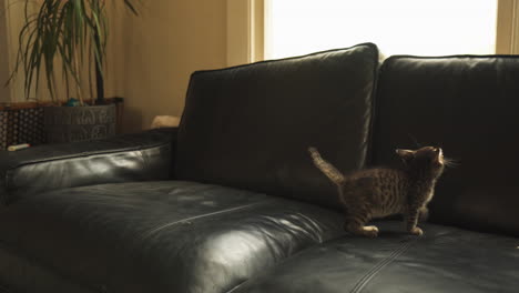 Neugieriges-Tabby-Kätzchen,-Das-Auf-Einer-Couch-Springt,-Totale