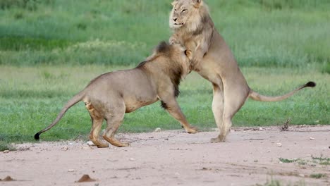 Erstaunliche-Zeitlupenaufnahmen-Von-Zwei-Schwarzmähnigen-Löwenbrüdern,-Die-Im-Kgalagadi-Transfrontier-Park-Spielen-Und-Sich-Gegenseitig-Jagen