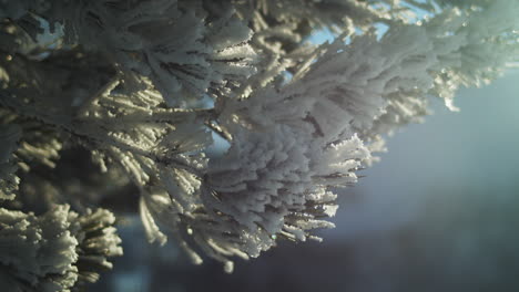 Snowy-Hoarfrost-Covers-Frozen-Evergreen-Branch-in-Winter,-Closeup-Rack-Focus