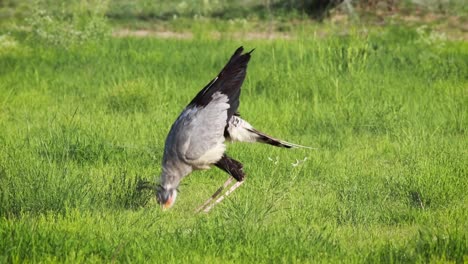 Close-full-body-shot-of-a-Secreatry-bird-hunting-and-catching-food-in-the-green-grass-of-the-Kgalagadi-Transfrontier-Park