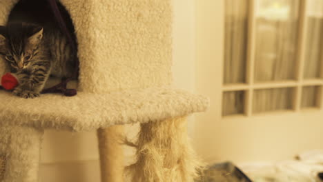 Tabby-kitten-curious-and-playful-in-cat-tower,-medium-shot-truck-right