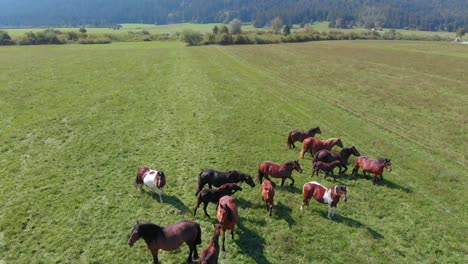 Drone-flying-over-various-brown-horses-stand-on-green-meadow-and-graze-grass-on-the-farmland