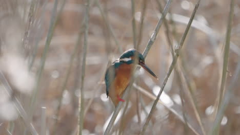 Common-Kingfisher-Flying-Away-From-Bush-Growing-In-River-In-Summer