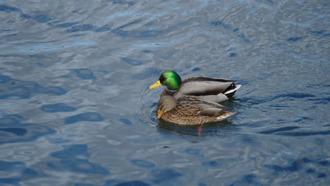 Mallard-Drake-And-Duck-Couple-Swimming-On-Pond---high-angle-shot