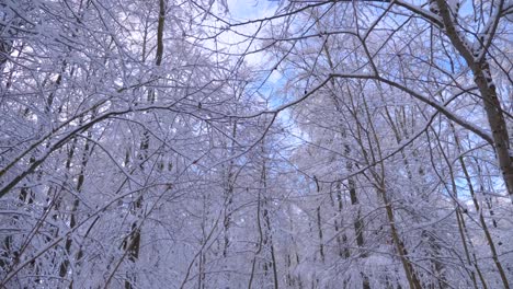 Pov-Wandern-Beim-Nachschlagen-Von-Schneebedeckten-Baumwipfeln-In-Einem-Winterwunderland-An-Einem-Sonnigen-Tag-Mit-Blauem-Himmel-Im-Winter-In-Bayern,-Deutschland