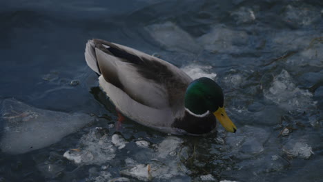 Male-Mallard-Duck-Drinking-And-Swimming-On-Cold-Water-With-Floating-Ice-On-Winter-Lake