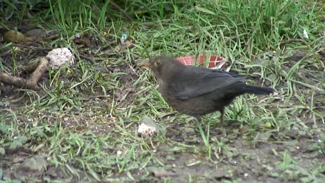 Female-Blackbird-underneath-a-tree-feeding-off-a-discarded-fat-ball-in-a-garden-in-Oakham,-a-town-in-the-UK-county-of-Rutland
