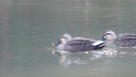 Two-Eastern-Spot-Billed-Ducks-Swimming-In-River
