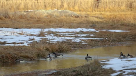 First-snow-in-the-marsh-with-geese-on-an-icy-waterway