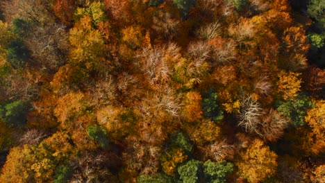 Autumn-in-forest-aerial-top-view