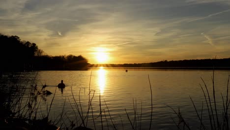 Atemberaubender-Goldener-Sonnenuntergang-Auf-Einem-Ruhigen-See,-Der-Licht-Mit-Gänsen-Im-Vordergrund-Reflektiert