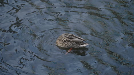 Upside-Down-Duck-Grazing-On-Bottom-Of-Pond-Causing-Circle-Ripples-On-Lake---high-angle-shot