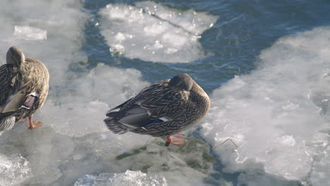 Female-Mallards-Resting-On-The-Ice-At-The-Frozen-Duck-Pond-On-A-Sunny-Day---close-up