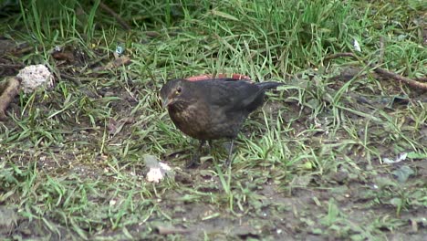 Female-Blackbird-underneath-a-tree-feeding-off-a-discarded-fat-ball-in-a-garden-in-Oakham,-a-town-in-the-UK-county-of-Rutland