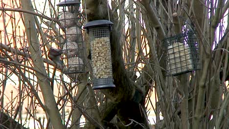 A-House-Sparrow-feeding-on-fat-balls-hanging-in-a-lilac-tree-in-a-bird-feeder