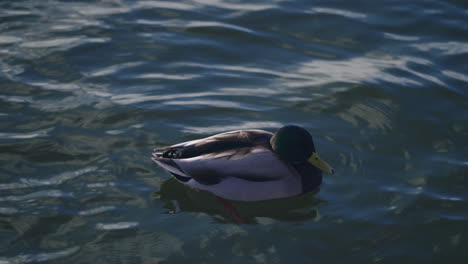 Mallard-Duck-Floating-In-Cold-Water---close-up