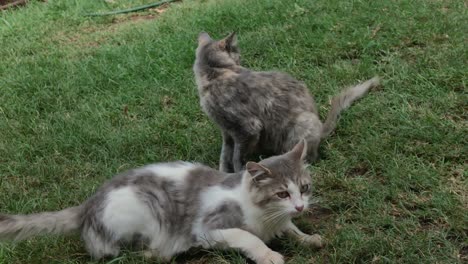 Two-cats-resting-freely,-relaxing-on-gardens-lawn,-domestic-pets-behavior