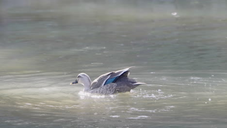 Eine-Zeitlupenaufnahme-Einer-östlichen-Spot-billed-Ente,-Die-Mit-Flügeln-Schlägt-Und-Wasser-In-Einem-Teich-In-Tokio,-Japan,-Abschüttelt