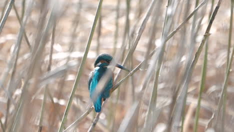 A-close-up-shot-with-shallow-depth-of-field-of-a-Common-Kingfisher-hiding-in-the-bush-in-Tokyo,-Japan
