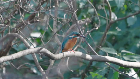 Pájaro-Azul,-Martín-Pescador-Común-Posado-En-Una-Rama-Y-Limpiando-Sus-Plumas---Tiro-De-ángulo-Bajo