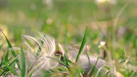 Slowmotion-macro-shot-of-the-grassy-land-in-spring-time