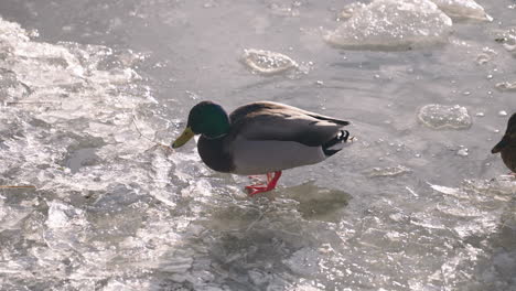 Male-And-Female-Mallards-On-The-Ice-At-The-Frozen-Duck-Pond---Close-up