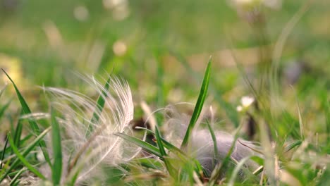 Slowmotion-macro-shot-of-the-grassy-land-in-spring-time
