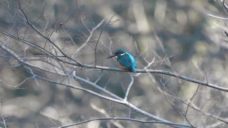 Hermoso-Pájaro-Martín-Pescador-Azul,-Martín-Pescador-Común-Sentado-En-Una-Rama-En-Tokio,-Japón---Primer-Plano