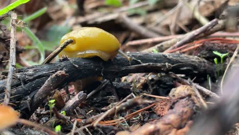 Bright-yellow-Banana-slug-in-the-wild