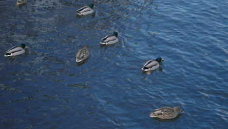 Group-Of-Mallard-Ducks-Swimming-In-A-Winter-Lake---high-angle,-slow-motion