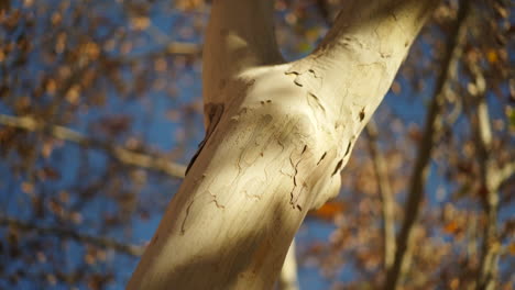 Birch-tree-trunk-and-branches-in-city-park,-autumnal-brown-leaves