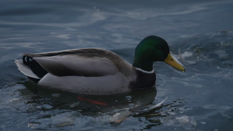 Male-Mallard-Swimming-On-A-Pond-With-Ice-In-Search-Of-Food---close-up,-slow-motion