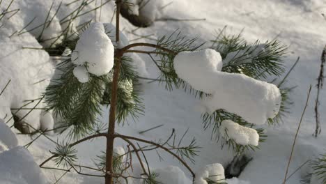 Snow-on-a-sunny-day-lies-on-pine-branches