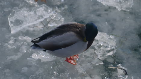Male-Mallard-Duck-Standing-On-Ice-And-Preening-Feathers
