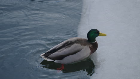 Mallard-Drake-Swim-Along-The-Frozen-Ice-Coast-In-Winter---slow-motion