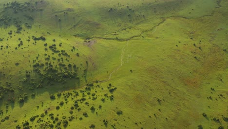 Aerial:-beautiful-green-grasslands-on-Pester-plateau,-Serbia