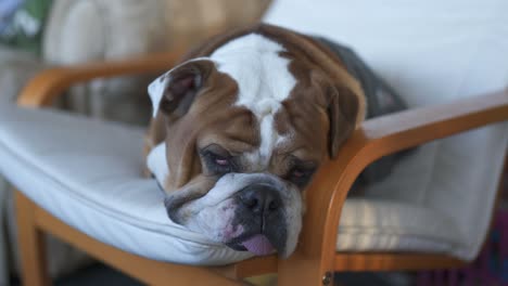 Nahaufnahme-Einer-Englischen-Bulldogge,-Die-Auf-Einem-Stuhl-Schläft,-Müde-Mit-Herausgestreckter-Zunge