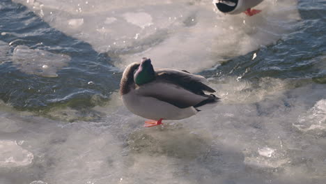 Male-Mallard-Duck-Cleaning-Feathers-On-Ice-In-A-Lake-In-Canada