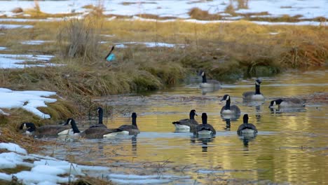 A-gaggle-of-geese-feeding-and-swimming-in-rural-waterway-with-marsh-grasses-and-snow