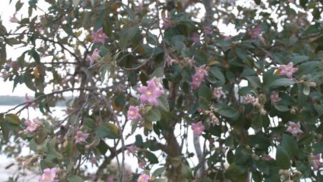 Delicadas-Flores-Rosas-De-Un-árbol-Exótico-Lagunaria-Patersonia---Deslizador-Izquierdo