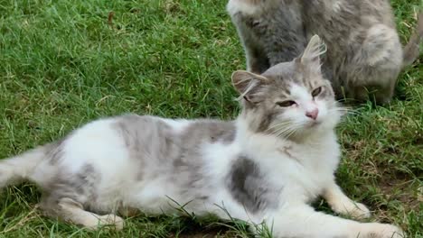 A-long-haired-adult-cat-is-lying-on-the-grass